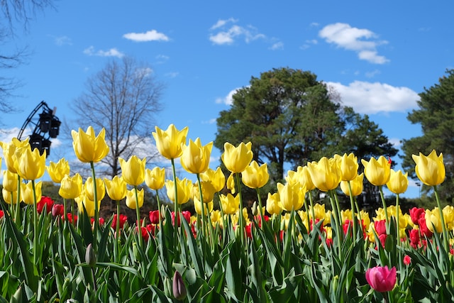 Visit Floriade